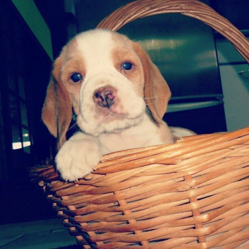 Cutest Pups on Instagram… see them all here!lolcuteanimals.viralphotos.net/cutest-pups