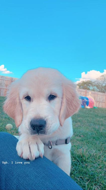 golden-retriever-overload