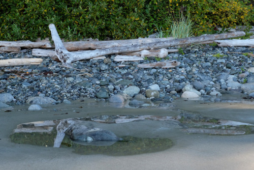 reflecting puddleflorencia bay, pacific rim national park, bc