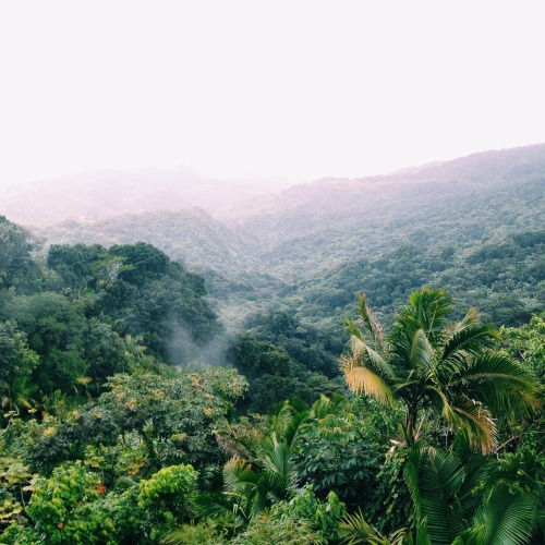 eyesofabadfish: Puerto Rico | iPhone 6 | El Yunque