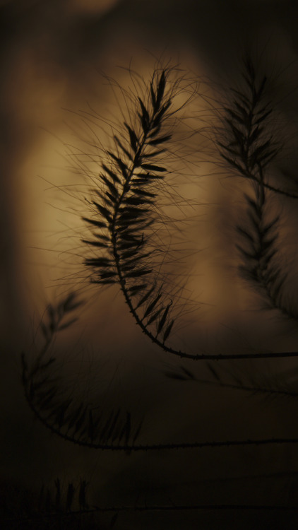 Tin Foil SunsetsCanon 6D II, f/2.8 90mm IDO100 &frac14;.000sIt’s very convenient to just u