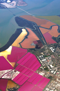 mangopussy:  sixpenceee:  Salt ponds in the San Francisco bay.  excuse me where? 