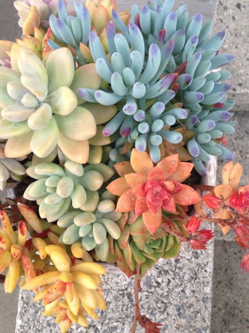 desixlb:the rainbow connection, succulents style. have you ever seen such a colorful and gorgeous bo