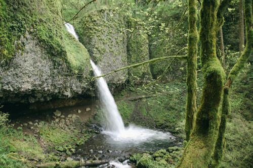 thenorthwestexplorer:  Sunlight on the Trail Location: Horsetail Falls Trail, Columbia River Gorge, OR Date: April 29th, 2014 