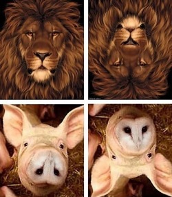 Just Funny Pictures
