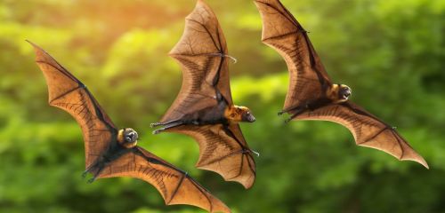 Your Daily Batty Dose!Species: Fox Bat[xx] 