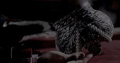 tumblr_inline_pas1l1M5jf1vk3kbi_250.gifv