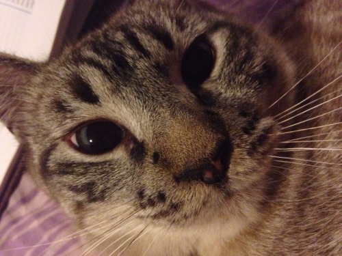 mostlycatsmostly:the-unicornicopia:This is my cat AllyLast year we found her wandering around my dad