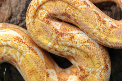 almightyshadowchan: She is easily one of my favorites. Prudence, 2016 Purple Sharp albino (Boa imper