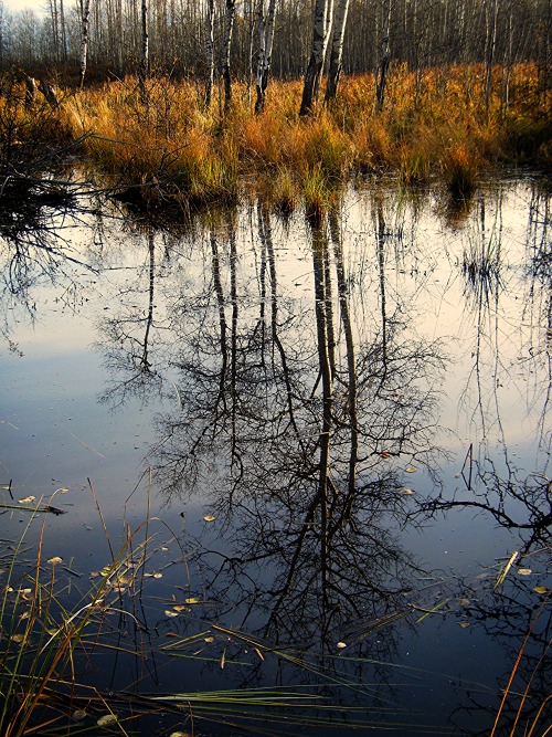 wapiti3: THE SLOWER YOU GO THE BIGGER YOUR WORLD GETS! on Flickr. reflections hiking Elk Island Oct.