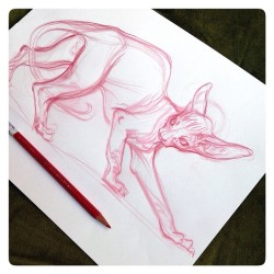 jawcooper:  The rough start to a new piece…