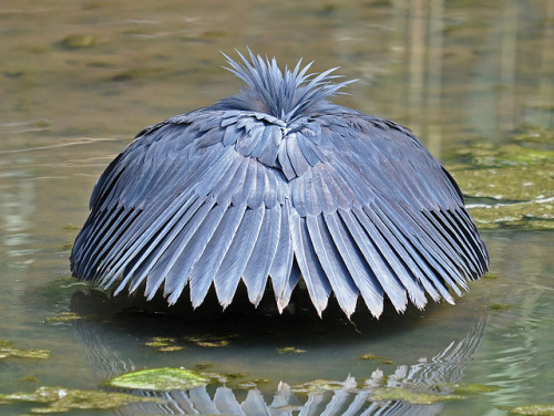 kinspirational:  bird wing references sources 1 - 2 - 3 - 4 - 5 - 6 - 7 - 8 - 9 - 10 