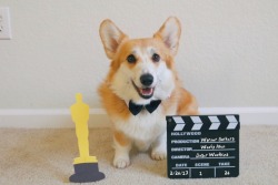 khoaphan:  My dog is ready for the Oscars!