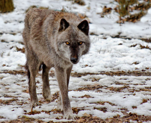 Stalking by amberjphotography 