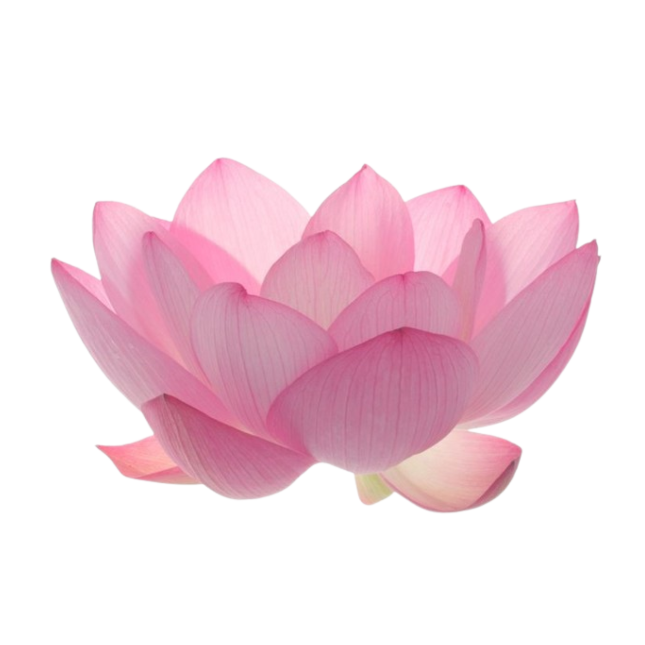 pink flower