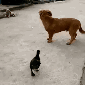 gogirblog:animatednasty duck