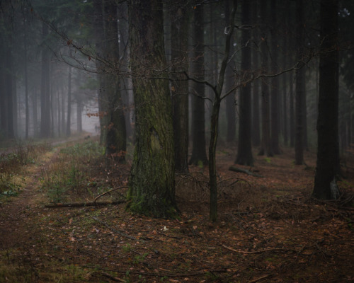 darkface:foggy forest (by florianpainke)