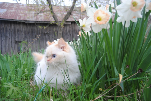 thatgirl-thatscovered-inscars: my pretty princess loves being outside &lt;3