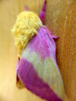 earthandanimals:  Rosy Maple Moth chillin’