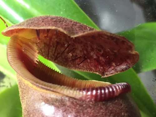 cravethosephotons:Photos Taken: 17-December-2019Nepenthes x briggsianaA newer pitcher on this plant 