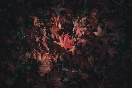 Autumn Starting from Kuwayama Jinja (in Kameoka) 亀岡でも早く色づく鍬山神社の紅葉。 数日前に撮影したのにもう随分前のような感覚が。 ちょいと一杯呑んだ