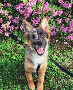 desertpups:  friendly-animals: Follow me for more cute animals! (:   #Is this the most beautiful puppy on the planet? #Sources say yes (via @myheartisahammer) 