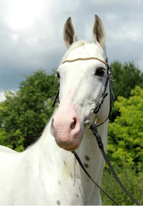 russianhorses: Tersk Horse stallion Almaz (”Diamond”)