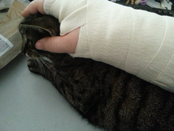 My cat is best wrist-pillow. Sadly had to replace her with my AJ plushie now. :( Surgery went over okay, I&rsquo;m back home. Pain is still excruciating. Eating painmeds like AJ eats apples, but they aren&rsquo;t really numbing the pain enough. Surgeon