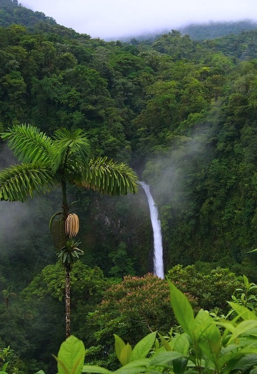 jungle-sorbet:• follow jungle-sorbet for more tropics •