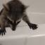 kittykatlover260