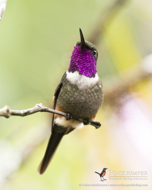 Photo of the Day – The Purple-throated Woodstar (Calliphlox mitchellii) is one of four species in it