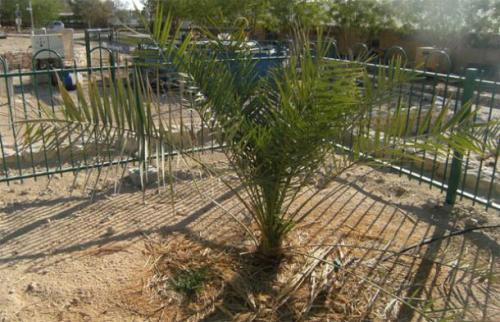 This is a Judean date palm, once the staple crop of Judea and renowned for everything from its cooki