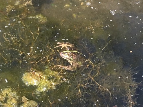 Some wildlife from Butrint, including rare? frog!