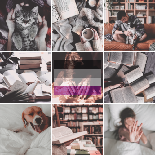 plentymood: Bookish cozy asexual moodboard (img source: x)Like my moodboards? Request One / Sup