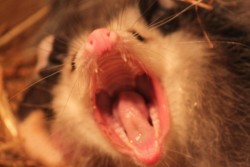 possumoftheday:  Today’s Possum of the Day has been brought to you by: AAAAAAAAAAAAAAAAAAAAAAAAAAAAAAAAAAAAAAAAAAAAAAAAAAAAAAA