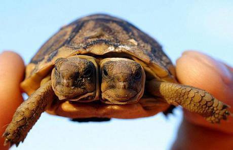 facts-i-just-made-up:  cocktormedick:  facts-i-just-made-up:  Mated turtles share