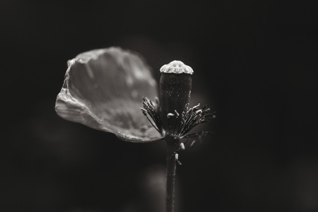 Photo by Ishikoro.Series : Flowers and plants.  Japan, 2022.Love & Peace #original#flower#flowers#nature#monochrome #Black and White #bw#photography#photographers-on-tumblr