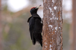 astronomy-to-zoology:  Black Woodpecker (Dryocopus martius) …a large species of woodpecker that is native to the northern palearctic ecozone, ranging east from France across Europe to Northern Asia. Black woodpeckers typically reside in mature woodlands