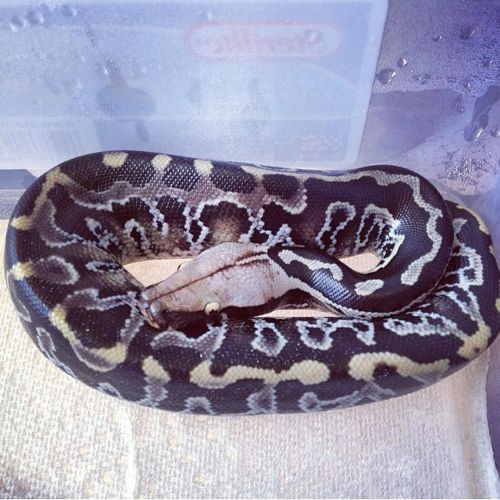 fattynoodles: designerexotics: Our little chrome head when she was right out of the egg She was the 