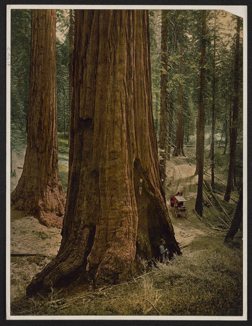 Saluting Nature Photography Day with a portrait of trees still living a century later (LOC) by The L