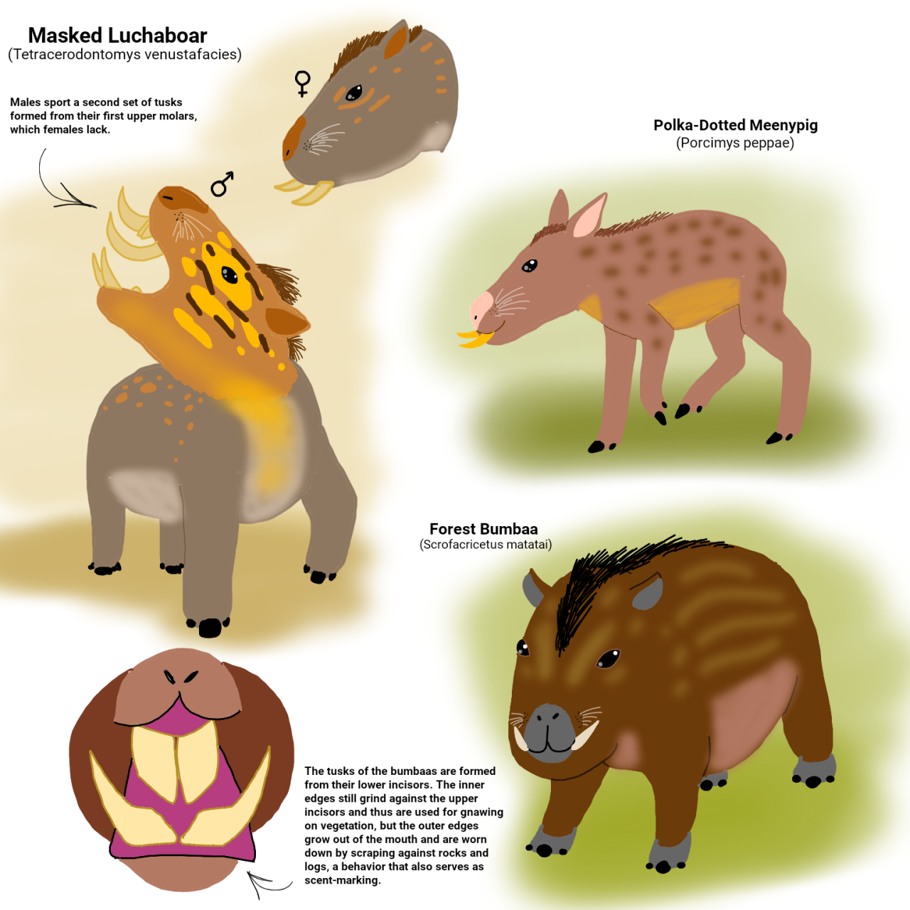 Hamster's Paradise: The Middle Rodentocene - The Furbils and Duskmice :  r/SpeculativeEvolution
