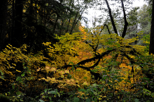 The Woods are aglow with Autumn
