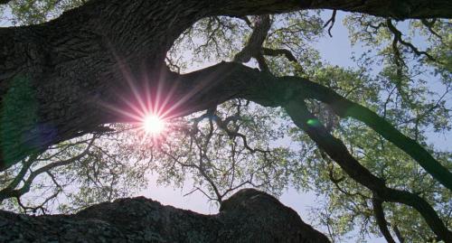 The Tree of Life (2011) - Terrence Malick