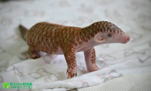 laughingsquid:Tiny Newborn Pangolin Gets Fed, Bathed and Cuddled at the Taipei Zoo in Taiwan