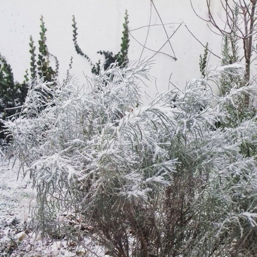 Barefoot in the snow…Happy Yule! ❄