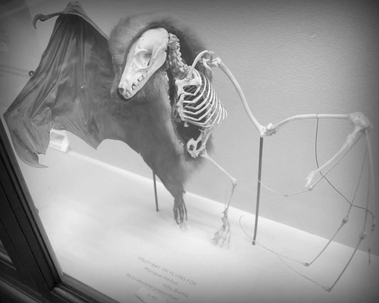 dancinginthevoid:   Fruit Bat. My edit ,enjoy :D 
