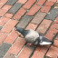 studybird