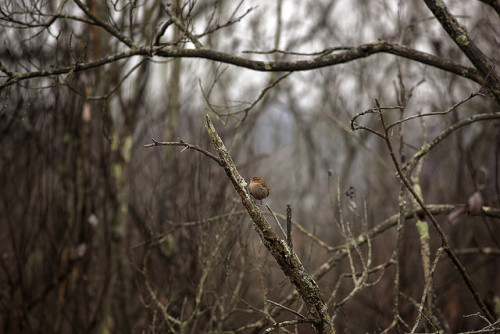 Spring Valley Wildlife Area - 18 Species by decphotochallenge on Flickr.