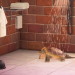 pretzelcoatll:Only the best for my pet Turtle Stuart