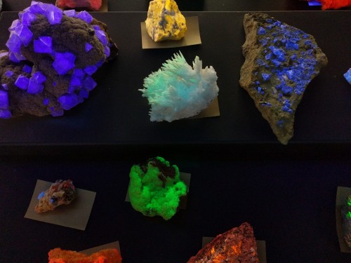 witchy-k1tten:Minerals with phosphorescence glowing under ultraviolet lightat Umass Amherst.